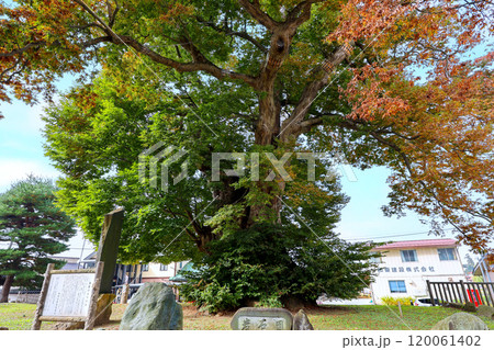 紅葉が始まった大ケヤキ 120061402