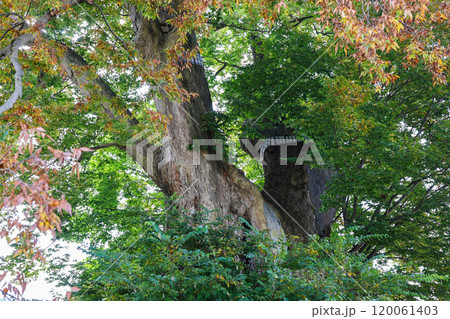 東根の大欅 120061403