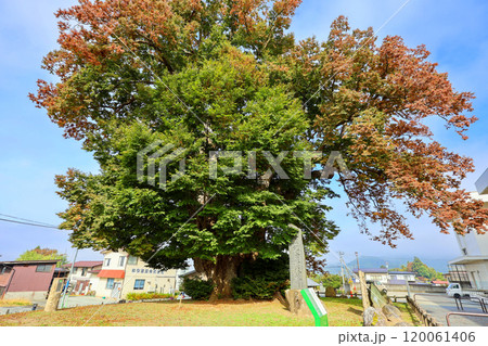 紅葉の東根の大ケヤキ 120061406