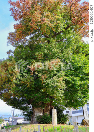 東根の大ケヤキ（縦） 120061407