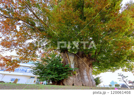 紅葉はじめの大ケヤキ 120061408