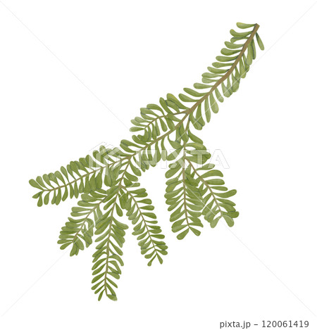 Watercolor Green Fir Branch. Digital Illustration Easy to Use in Printing and Web. Winter Holiday Attribute	 120061419