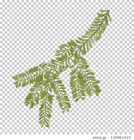 Watercolor Green Fir Branch. Digital Illustration Easy to Use in Printing and Web. Winter Holiday Attribute	 120061419
