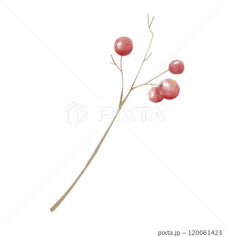 Watercolor Brown Twig without Leaves with Red Berries. Attribute of winter holidays. Digital Illustration for Printing and Web.	 120061423