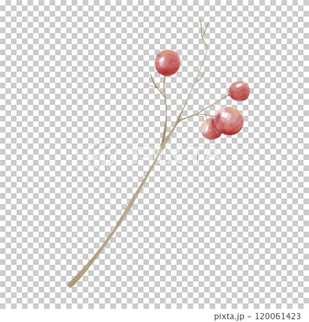 Watercolor Brown Twig without Leaves with Red Berries. Attribute of winter holidays. Digital Illustration for Printing and Web.	 120061423