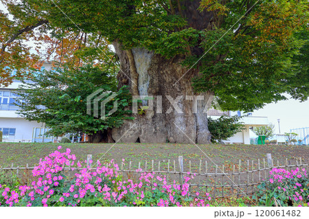 ピンクの花と大欅 120061482