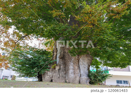 巨大な欅の幹と紅葉 120061483