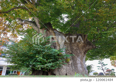 東根の大ケヤキ　太い幹 120061484