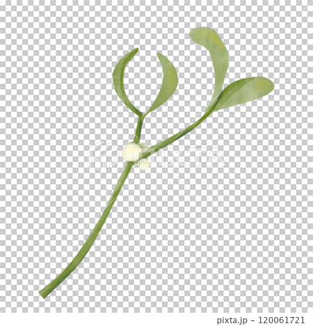 mistletoe, watercolor, leaf 120061721