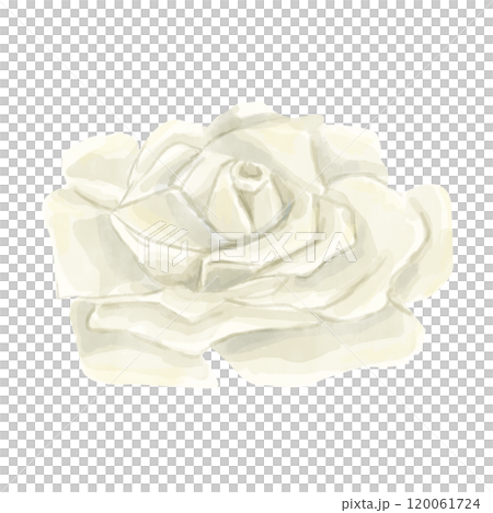 Watercolor Open White Rose Bud Flower. Winter Holiday Attribute. Digital Illustration for Printing and Web.	 120061724