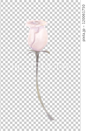 Watercolor Illustration Flower Rose with Half Open Bud on Long Stem Delicate, Old Vintage Style, Clipart for Design for Printing and Web 120061750