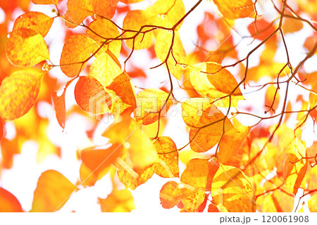 紅葉した葉 120061908
