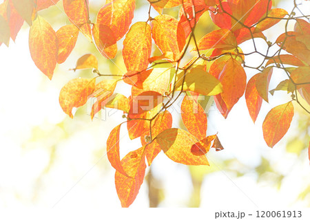 紅葉した葉 紅葉した葉 120061913