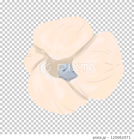 Flower bud anemone cream, element from the set magic library, color digital illustration for printing and web use 120062071