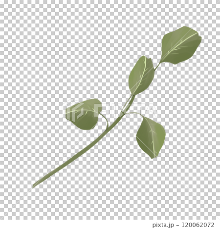 Branch with rounded leaves green picturesque element from the set magic library, color digital illustration for printing and web use Branch with rounded leaves green picturesque element from the set magic library, color digital illustration for printing and web use 120062072