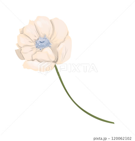 Cream anemone flower on a long stem, element from the Magic Library set, color digital illustration for printing and web use 120062102