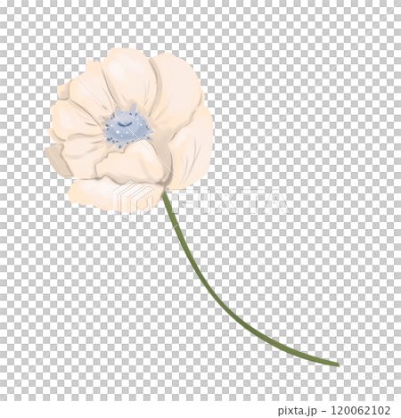 Cream anemone flower on a long stem, element from the Magic Library set, color digital illustration for printing and web use 120062102