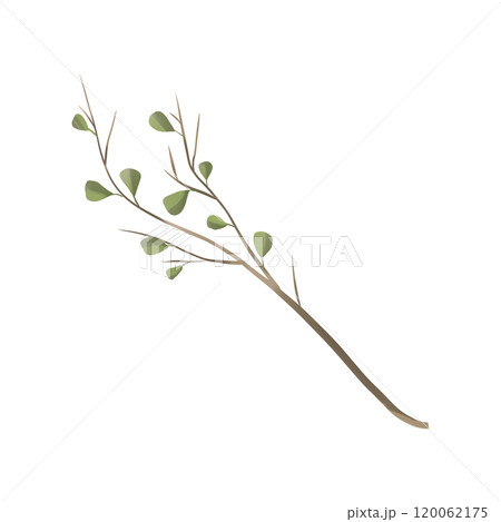 Branch with birch leaves in a picturesque style, element from the magic library set, for printing and web design 120062175