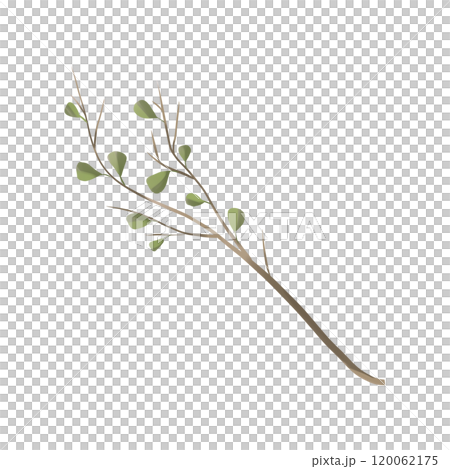 Branch with birch leaves in a picturesque style, element from the magic library set, for printing and web design 120062175