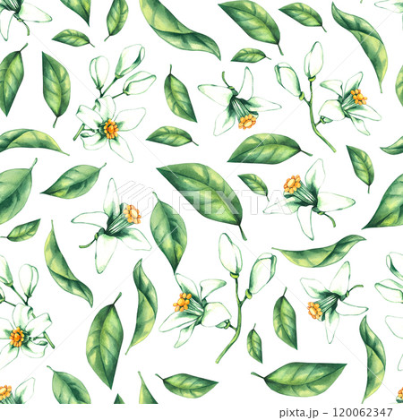 Watercolor orange tropical fruit hand drawn 120062347