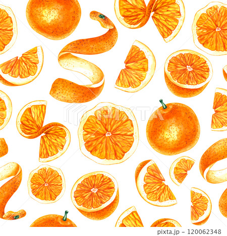 Watercolor orange tropical fruit hand drawn 120062348