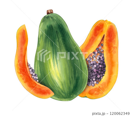 Watercolor papaya tropical fruit hand drawn isolated 120062349