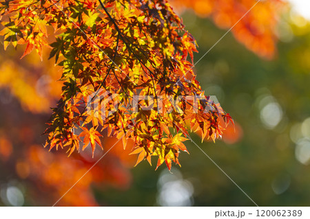秋の土津神社（はにつじんじゃ）　参道の紅葉　福島県猪苗代町 120062389