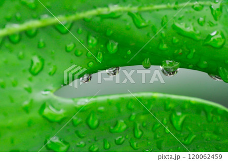 Monstera, Hurricane plant or Swiss cheese plant and rain droplet Monstera, Hurricane plant or Swiss cheese plant and rain droplet 120062459