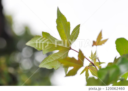 maple leaf, maple leaves or green leaf or Acer saccharum Marsh 120062460
