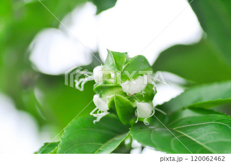 passion fruit flower, passion fruit plant or bud of passion fruit 120062462