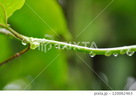 passion fruit plant, Passiflora edulis or Passionfruit or Maracuja or stem of plant and rain droplet 120062463