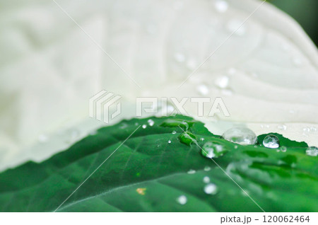 Albomarginata, Araceae or Schott or Xanthosoma sagittifolium or XANTHOSOMA or Mickey Mouse Plant and rain drop in raining day or leaf background 120062464