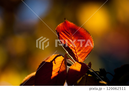 信濃川・やすらぎ堤の桜の紅葉 120062511
