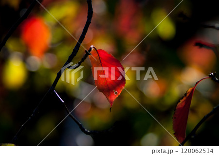 信濃川・やすらぎ堤の桜の紅葉 120062514