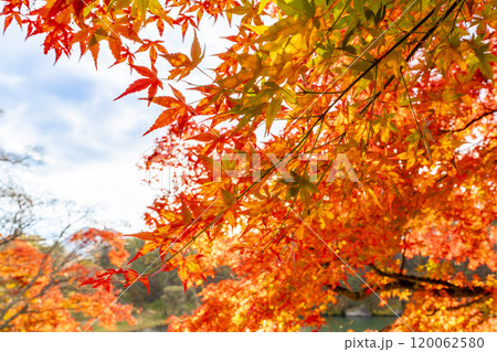 晩秋の五色沼自然探勝路　毘沙門沼のもみじ　福島県北塩原村 120062580