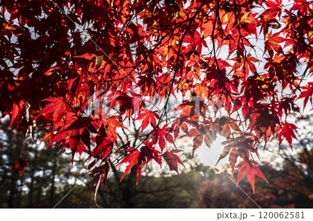 晩秋の五色沼自然探勝路　毘沙門沼のもみじ　福島県北塩原村 120062581