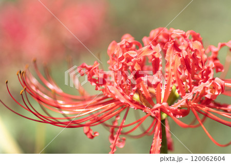 夏の終わりの土手に咲いた赤い彼岸花 120062604