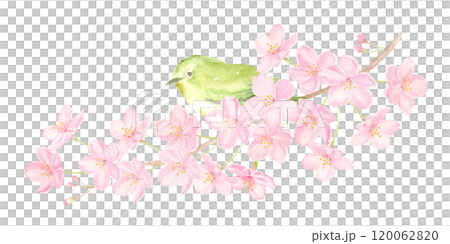 白眼鳥棲息在櫻花樹枝上的水彩插圖 120062820
