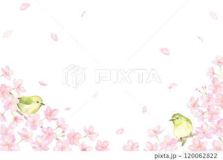 水彩で描いた桜の花とメジロの背景 120062822