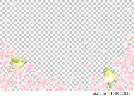 水彩で描いた桜の花とメジロの背景 120062822