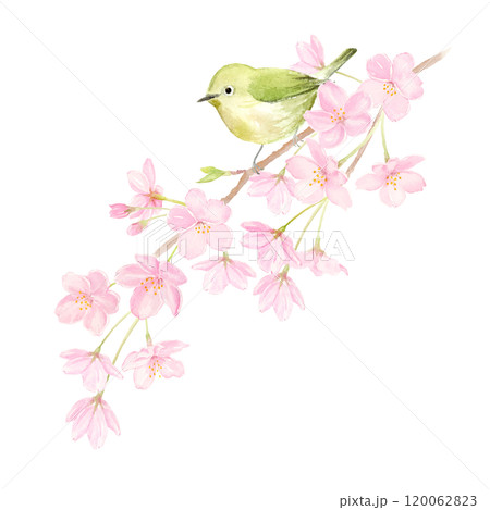 桜の枝にとまるメジロの水彩イラスト 120062823