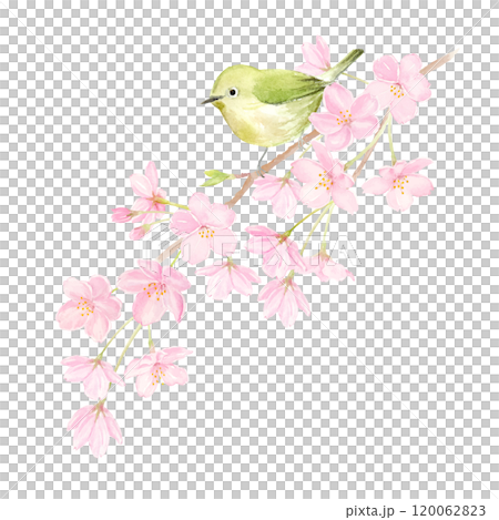 白眼鳥棲息在櫻花樹枝上的水彩插圖 120062823