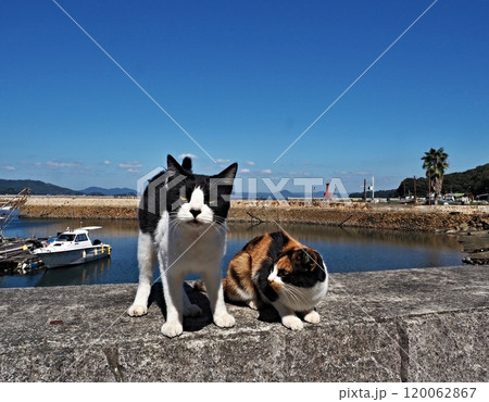 真鍋島の風景 120062867