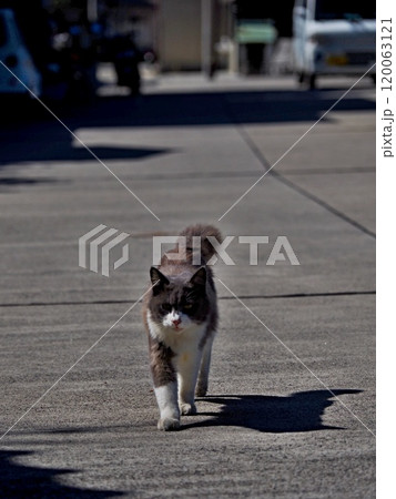 真鍋島の猫 120063121