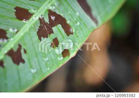 banana plant, blood banana or Musa acuminata or Musa balbisiana and rain droplet 120063382