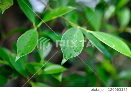 Ficus annulata Blume, Banyan Tree or MORACEAE and rain droplet 120063385