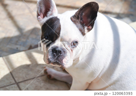 french bulldog, unaware French bulldog french bulldog, unaware French bulldog 120063393