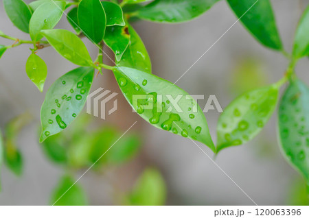 Ficus annulata Blume, Banyan Tree or MORACEAE and rain droplet Ficus annulata Blume, Banyan Tree or MORACEAE and rain droplet 120063396