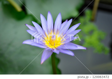 lotus , purple lotus or Sacred Lotus or Egyptian Lotus or Nelumbo nucifera Gaertn lotus , purple lotus or Sacred Lotus or Egyptian Lotus or Nelumbo nucifera Gaertn 120063472