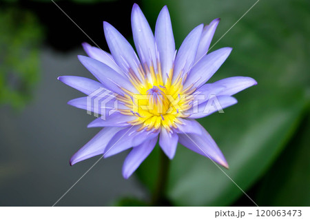 lotus , purple lotus or Sacred Lotus or Egyptian Lotus or Nelumbo nucifera Gaertn lotus , purple lotus or Sacred Lotus or Egyptian Lotus or Nelumbo nucifera Gaertn 120063473